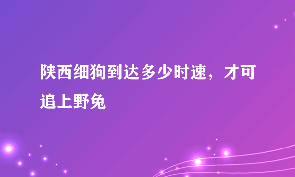 陕西细狗到达多少时速，才可追上野兔