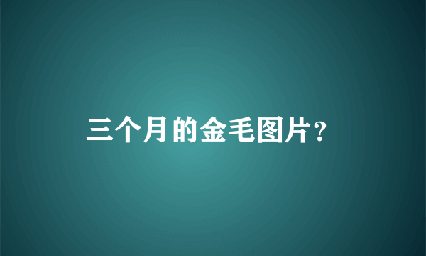 三个月的金毛图片？