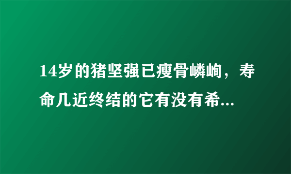 14岁的猪坚强已瘦骨嶙峋，寿命几近终结的它有没有希望度过521？