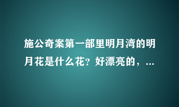 施公奇案第一部里明月湾的明月花是什么花？好漂亮的，要是也种满地，太美了。