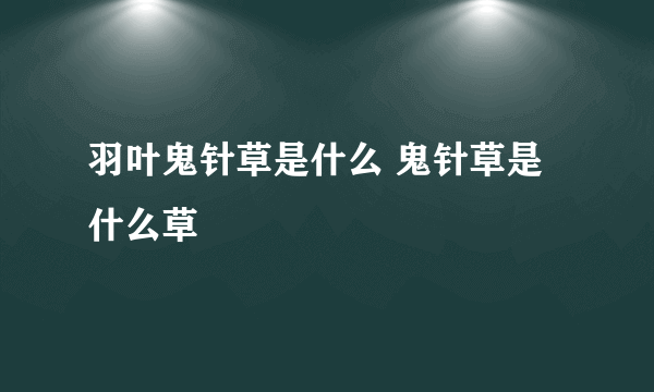 羽叶鬼针草是什么 鬼针草是什么草