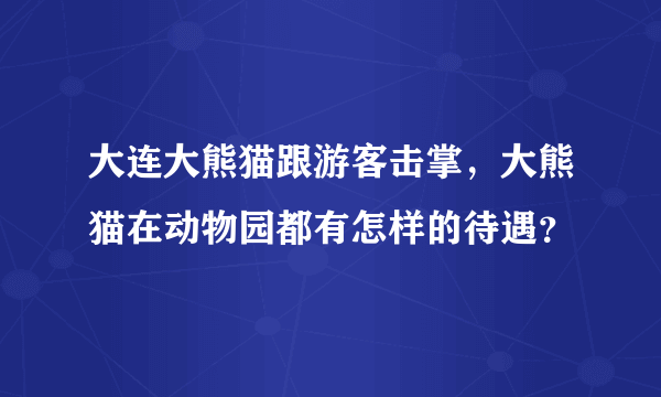 大连大熊猫跟游客击掌，大熊猫在动物园都有怎样的待遇？